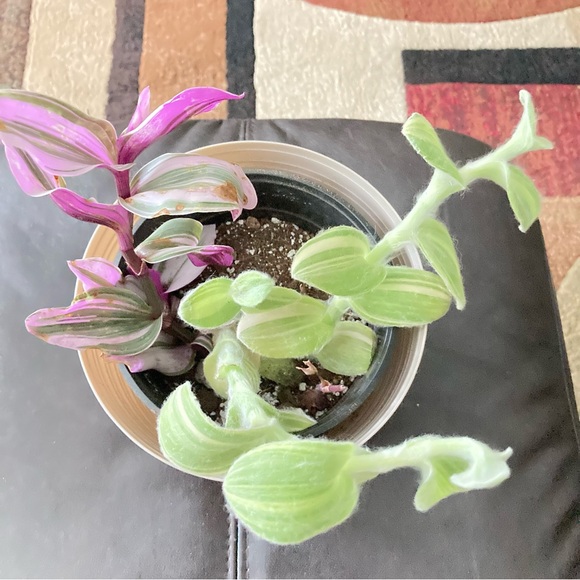 Plants - Picture 1 of 9
